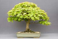 Acer Palmatum 