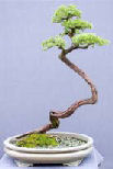 Literati Juniper Chinensis 