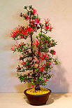The National Bonsai Society Satsuki Azalea (Kinsai) 