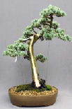 The National Bonsai Society Blue Cedar
