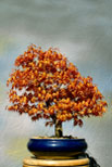The National Bonsai Society Acer Katusura