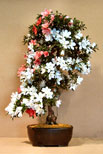 The National Bonsai Society Satsuki Azalea (Kaho)