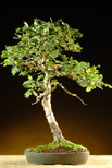 The National Bonsai Society Satsuki Azalea (Ozakasuki)