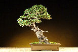 The National Bonsai Society Chinese Elm