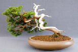 The National Bonsai Society Satsuki Azalea