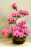 The National Bonsai Society Satsuki Azalea (Ozakasuki)