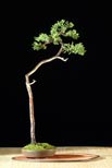 The National Bonsai Society Buxus (Box)