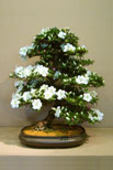 The National Bonsai Society Satsuki Azalea (Kaho)