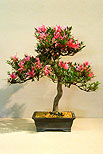 The National Bonsai Society Satsuki Azalea (Ozakasuki) 