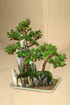 The National Bonsai Society Serrisa