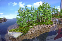 The National Bonsai Society Southport Flower Show 2005 (2)