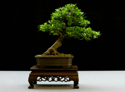 Bonsai are also cultivated for their flowers