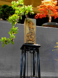 cascade bonsai at annual show 2015
