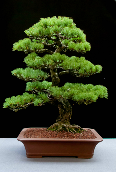 An excellent Bonsai Pine
